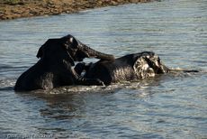 Afrikanischer Elefant (72 von 131).jpg